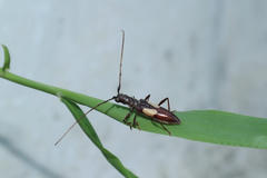 Gnomibidion fulvipes