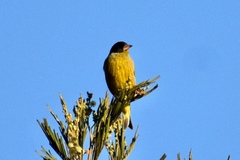 Chloris ambigua