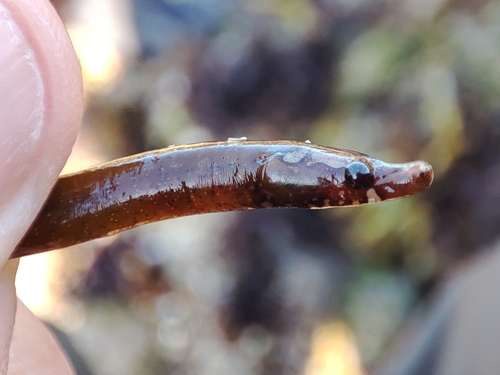 Worm pipefish (Nerophis lumbriciformis) — Syngnathidae — 4