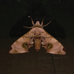 Daphnusa ocellaris