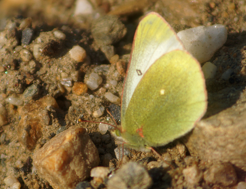 Moorland Clouded Yellow photo 4