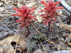 Pedicularis densiflora aurantiaca