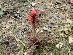 Pedicularis densiflora aurantiaca