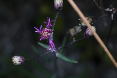 Vernonia blodgettii