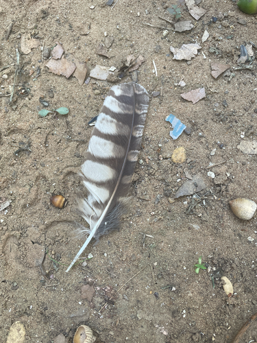 View observation of {o.common_name} on iNaturalist