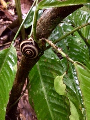 Labyrinthus uncigerus