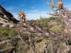 Cylindropuntia acanthocarpa acanthocarpa