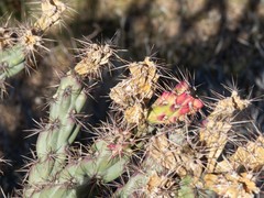 Cylindropuntia acanthocarpa acanthocarpa