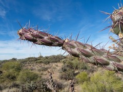 Cylindropuntia acanthocarpa acanthocarpa