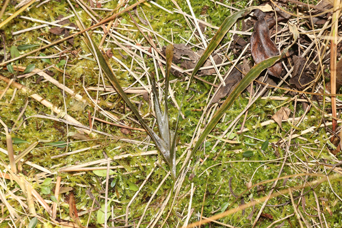 Flatstem pondweed (Potamogeton zosteriformis)
