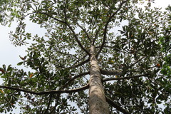 Campnosperma auriculatum