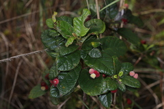 Guettarda scabra image