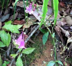 Strobilanthes hamiltoniana