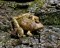 Craugastor crassidigitus