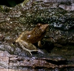 Craugastor crassidigitus