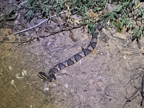 Photo of a Taylor's Cantil (Agkistrodon taylori)