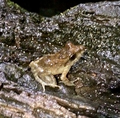 Craugastor crassidigitus