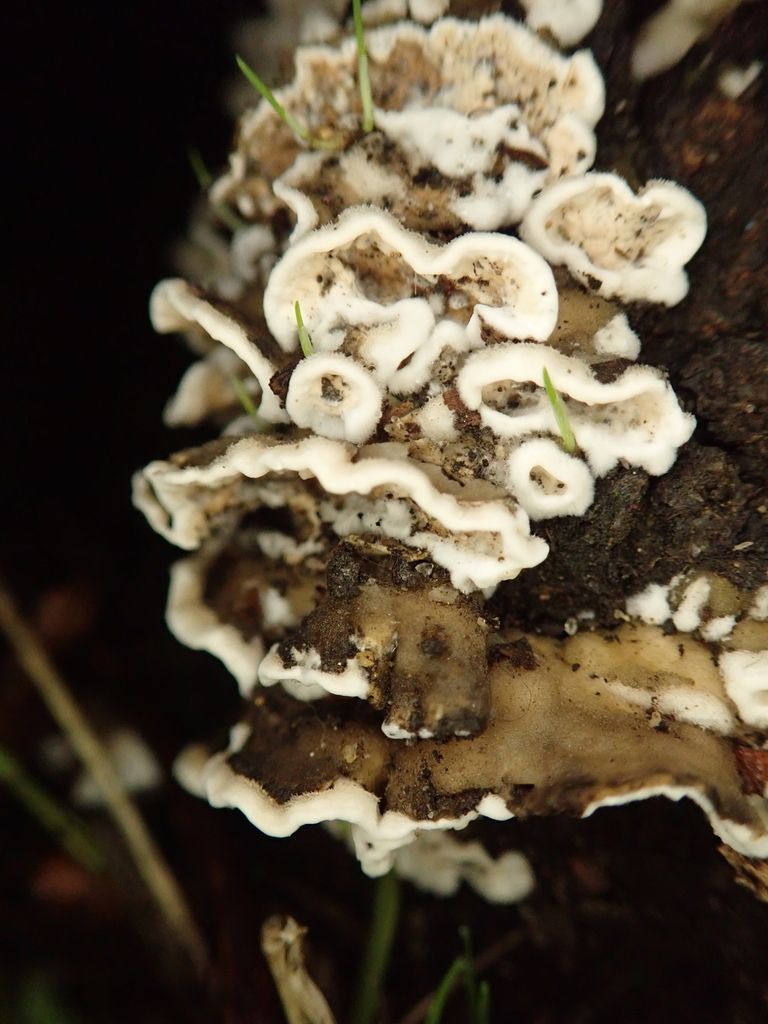 Phanerochaetaceae