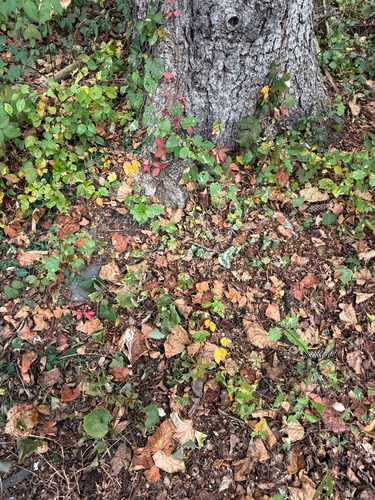 View observation of {o.common_name} on iNaturalist