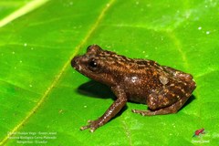 Pristimantis muranunka