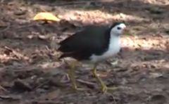 Amaurornis phoenicurus