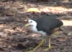 Amaurornis phoenicurus