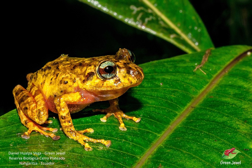 Yantzaza's Rainfrog