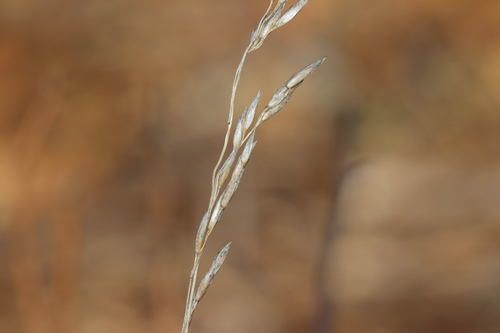 Rough Fescue (Festuca hallii)