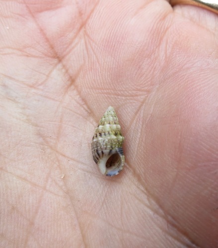 Cerithium atromarginatum observed 2016-12-09