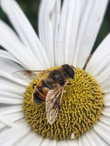Unknown species found near Salem, MA, USA