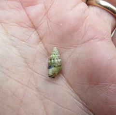 Cerithium atromarginatum