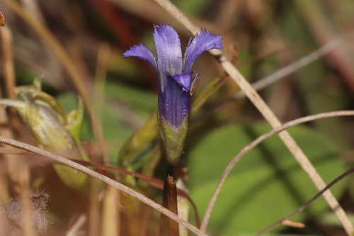 Macoun's gentian (Gentianopsis macounii)