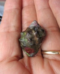 Menathais intermedia