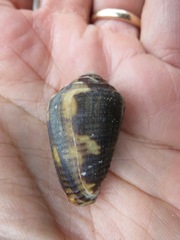 Conus catus