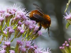 Bombus rubicundus