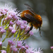 Andean Red Bumble Bee - Photo (c) Manuel Ortiz, some rights reserved (CC BY-NC), uploaded by Manuel Ortiz