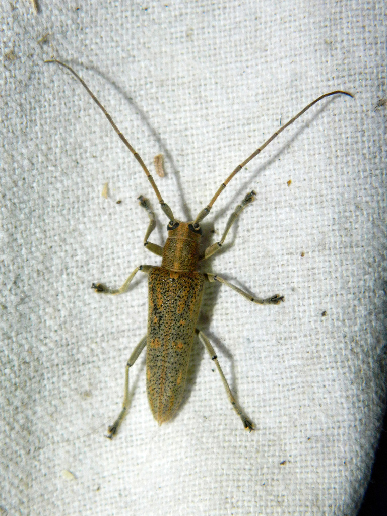 poplar borer