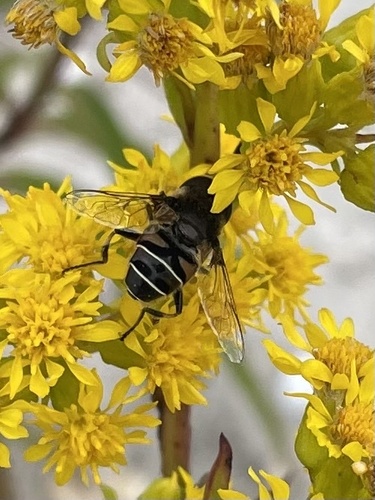 Unknown species found near Long Island, Port Jefferson, NY, US