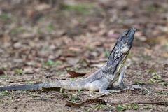 Chlamydosaurus kingii