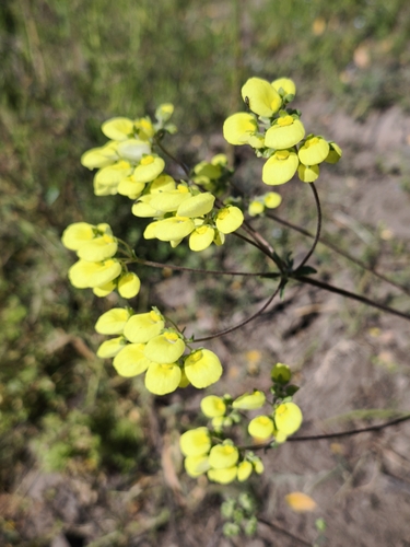 Calceolaria nudicaulis (Calceolaria nudicaulis)
