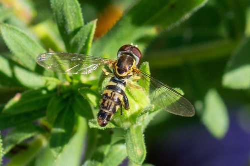 Unknown species found near Mozley Park, Atlanta, GA, USA