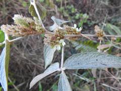 Flemingia grahamiana