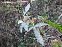 Flemingia grahamiana