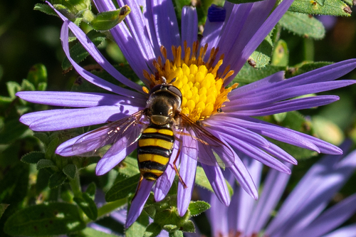 Unknown species found near Mozley Park, Atlanta, GA, USA