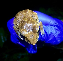 Craugastor crassidigitus