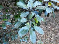 Mimusops obtusifolia