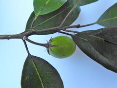 Mimusops obtusifolia