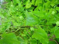 Mikania chenopodiifolia