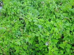 Mikania chenopodiifolia