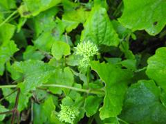 Mikania chenopodiifolia